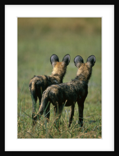 Close-up of Wild Dogs by Anonymous
