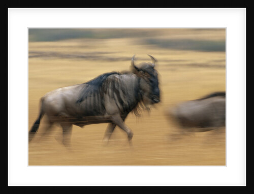 Wildebeest Running in Grass by Anonymous