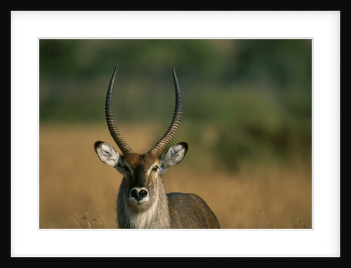 Close-up of Waterbuck by Anonymous
