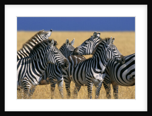 Herd of Plains Zebras by Anonymous