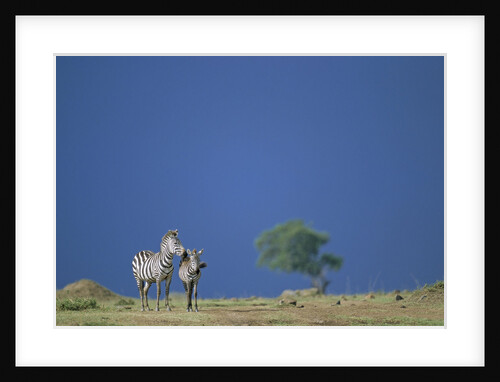 Plains Zebras in Savanna by Anonymous