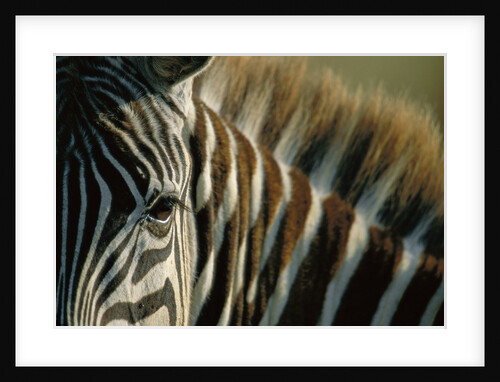 Close-up of Plains Zebra by Anonymous