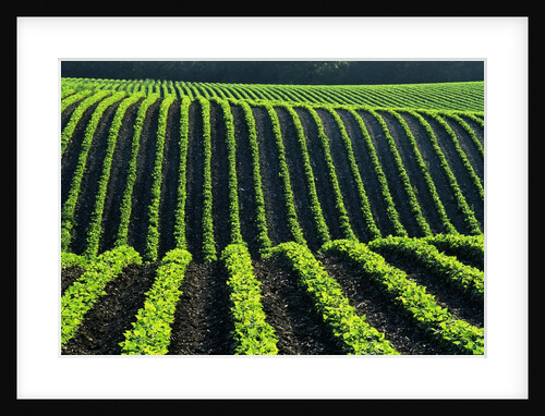 Bean Field by Anonymous