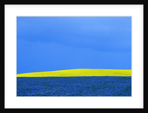 Flax and Canola Fields Under Stormy Sky by Anonymous