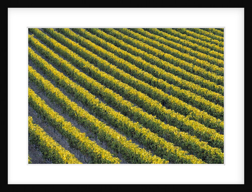 Grapevines at Vineyard by Anonymous