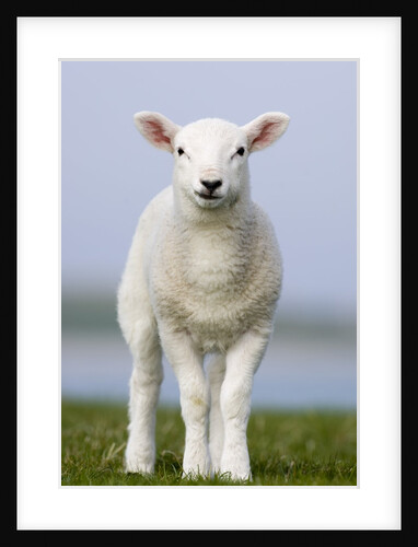Close-up of Lamb in Meadow by Anonymous