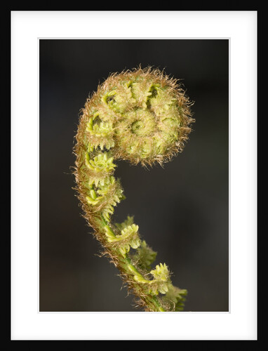 Close-up of Fern Fiddlehead by Anonymous