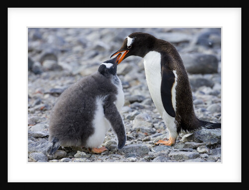 Gentoo Penguin Feeding Young by Anonymous