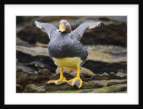 Close-up of Falkland Steamerduck by Anonymous