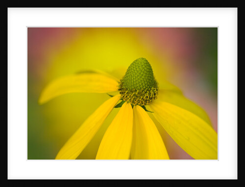 Close-up of Yellow Coneflower by Anonymous