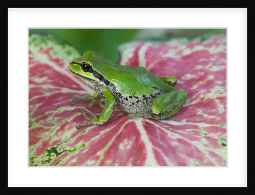 Pacific Tree Frog on Caladium Leaf by Anonymous