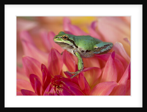 Pacific Tree Frog on Dahlia by Anonymous
