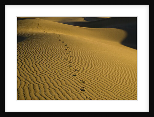 Footprints in Sand Dunes by Anonymous