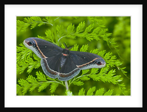 Calleta Silkmoth on Fern by Anonymous