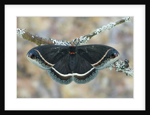 Calleta Silkmoth on Lichen-Covered Branch by Anonymous
