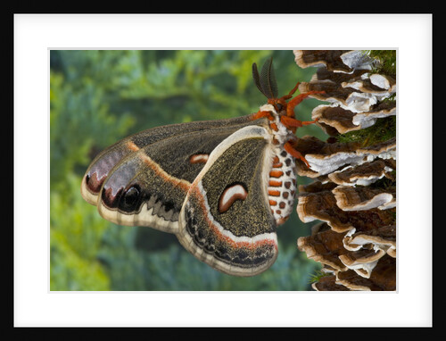 Cecropia Moth on Mushroom-Covered Tree by Anonymous