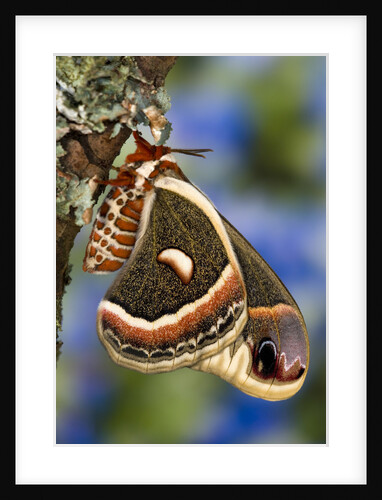 Cecropia Moth on Lichen-Covered Tree by Anonymous
