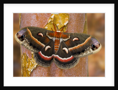 Cecropia Moth on Tree Trunk by Anonymous