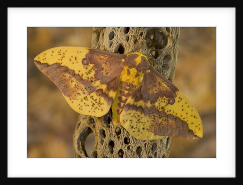 Imperial Moth on Dead Cactus Branch by Anonymous