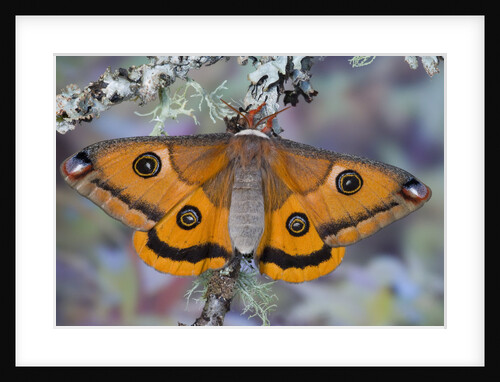 Calosaturnia Moth on Lichen-Covered Branch by Anonymous