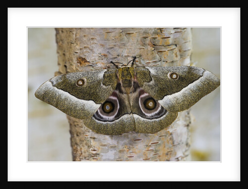 Gonimbrasia Moth on Tree Trunk by Anonymous