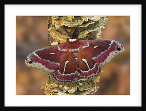 Hyalophora Moth on Mushroom-Covered Tree by Anonymous