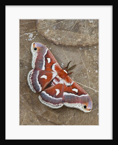 Hyalophora Moth on Magnolia Leaves by Anonymous