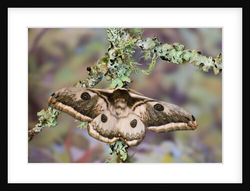 Saturnia Pyretorum Moth on Lichen-Covered Branch by Anonymous