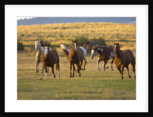 Horses Running in Prairie by Anonymous