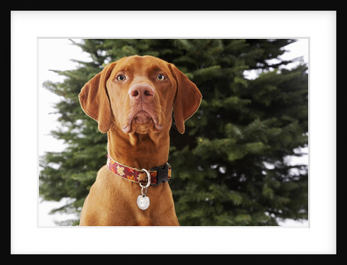 Dog Sitting in Front of Christmas Tree by Anonymous