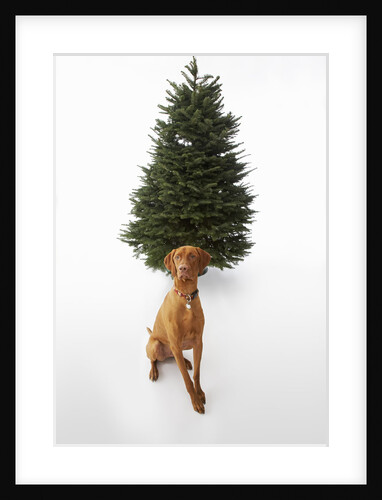 Dog Sitting in Front of Christmas Tree by Anonymous
