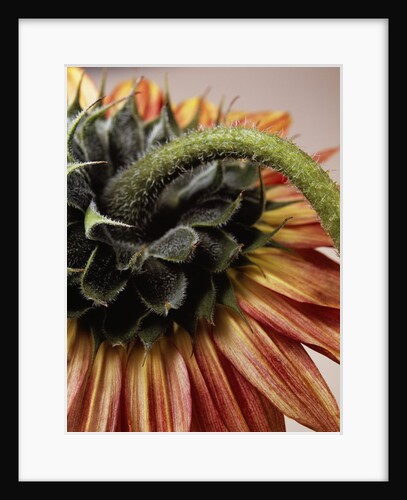 Close-up of the back of a Sunflower by David Roseburg
