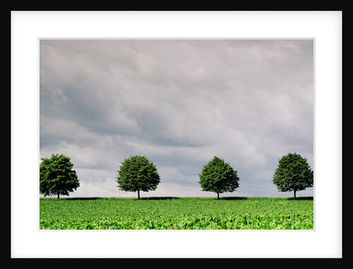 Cloudy Sky and Row of Trees in Countryside by Anonymous