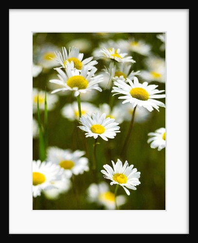 Summer Flowers by Anonymous