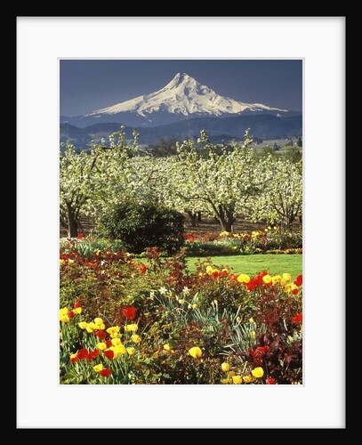 Tulips and Pear Orchard Below Mt. Hood by Anonymous