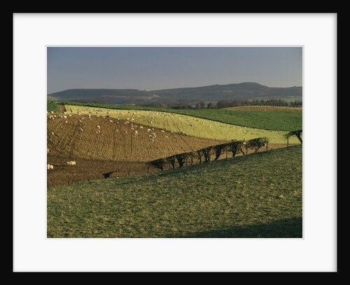 Sheep Grazing in Agricultural Fields in Northumberland by Anonymous