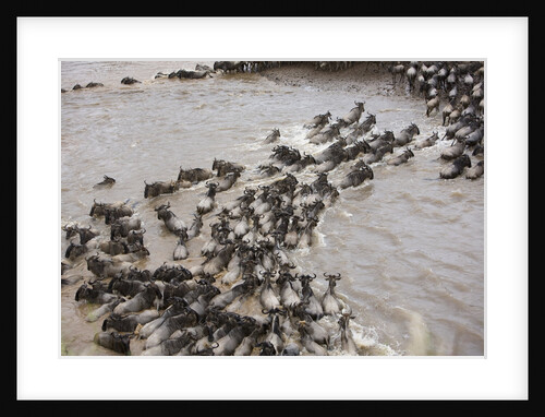 Wildebeest Migration, Masai Mara Game Reserve, Kenya by Anonymous