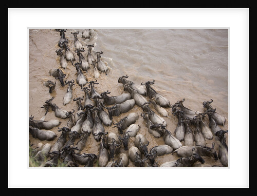 Wildebeest Migration, Masai Mara Game Reserve, Kenya by Anonymous