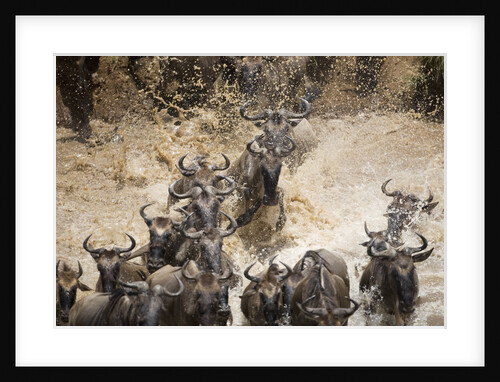 Wildebeest Migration, Masai Mara Game Reserve, Kenya by Anonymous