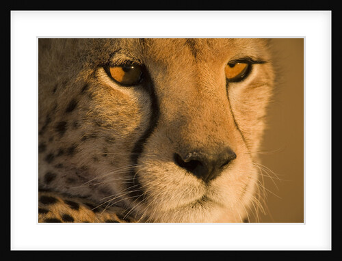 Cheetah, Masai Mara Game Reserve, Kenya by Anonymous