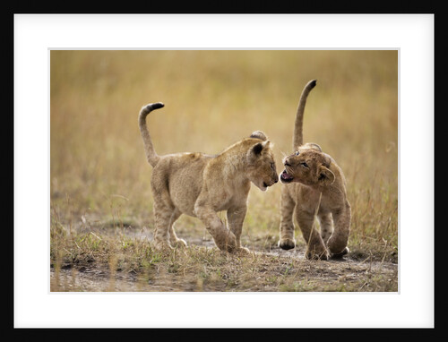 Lion Cubs, Masai Mara Game Reserve, Kenya by Anonymous