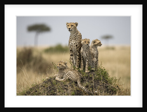 Cheetah and cubs, Masai Mara Game Reserve, Kenya by Anonymous