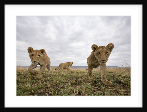 Lion Cubs in Masai Mara Game Reserve, Kenya by Anonymous