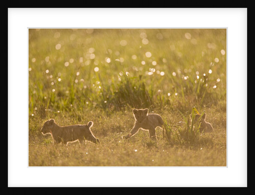 Lion Cubs in Rain, Masai Mara Game Reserve, Kenya by Anonymous