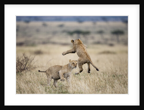 Lions Playing in Masai Mara Game Reserve, Kenya by Anonymous