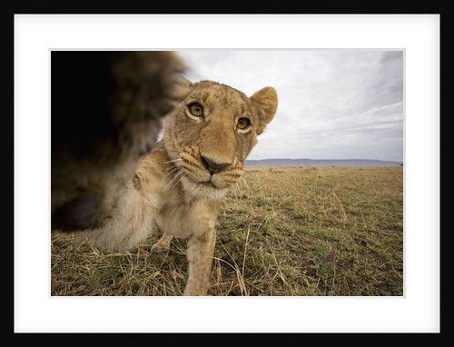 Lion Cub in Masai Mara Game Reserve, Kenya by Anonymous