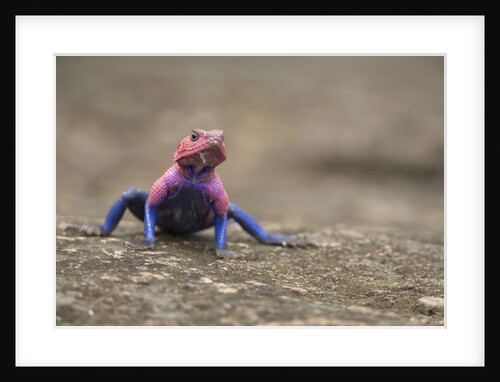 Red Headed Agama Lizard in Serengeti National Park, Tanzania by Anonymous
