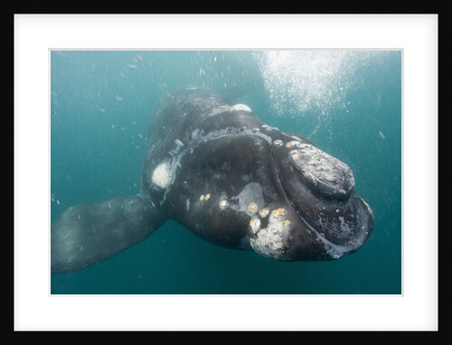 Southern Right Whale off Peninsula Valdes, Patagonia by Anonymous