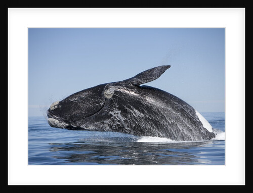 Southern Right Whale off Peninsula Valdes, Patagonia by Anonymous