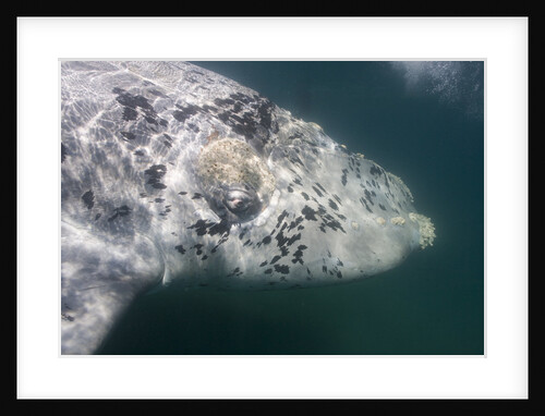 Southern Right Whale off Peninsula Valdes, Patagonia by Anonymous